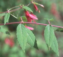 leaves