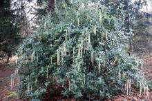 plant habit, winter flowering