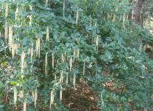 plant habit, flowering