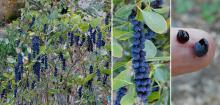plant habit, fruiting, and ripe fruit cluster