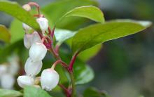 flowers and leaves