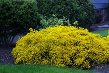 plant habit, flowering plant habit, flowering