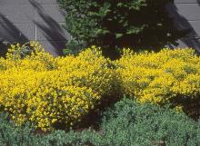 plant habit, flowering plant habit, flowering