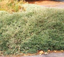 plant habit, summer plant habit, summer