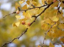 leaves and fruit, fall