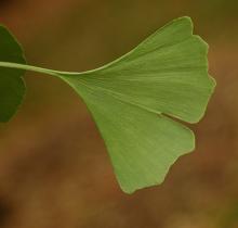 bi-lobed leaf