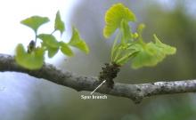 emerging leaves