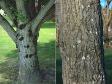 trunk, bark