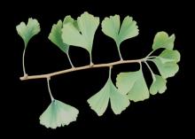 shoot, lobed leaves often at the end 