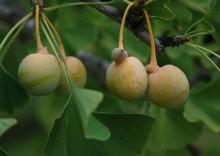 ripening fruit