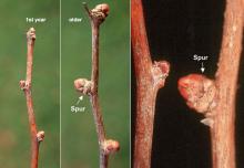 winter twigs, buds