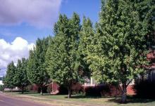 plant habit, row of trees