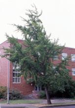 plant habit, more open