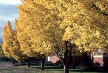 plant habit, fall