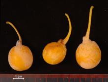 ripe fruit