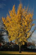 plant habit, fall