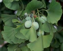 leaves and fruit