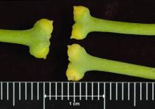 female "flowers"