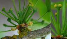 female "flower" cluster