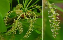 male "flower" clusters