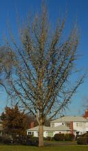 plant habit, winter