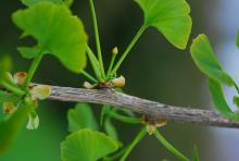 leaves and female "flower"