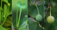 fruit development