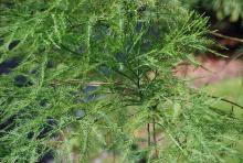 foliage