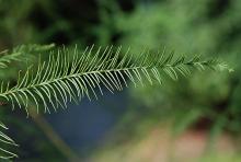 branchlet