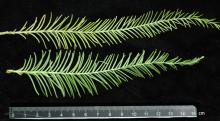 branchlets