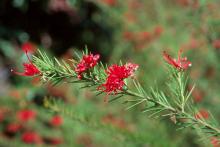 flower clusters and leaves