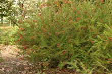 plant habit