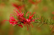 flower cluster and leaves