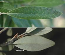leaf
