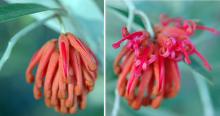 flower cluster