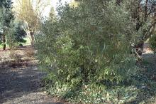 plant habit