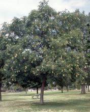 plant habit, fruiting 