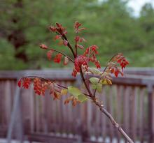 emerging leaves