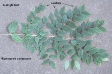 leaf