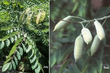 leaves and fruit