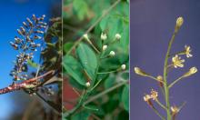 flower clusters