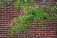 expanding leaves
