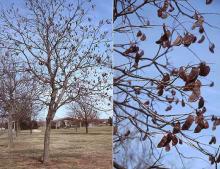 plant habit, winter fruit