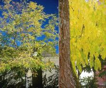 plant habit and leaves, fall