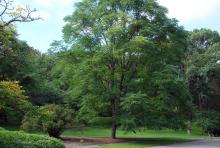 plant habit, summer