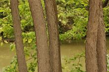 trunks, young trees