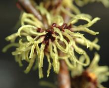 flowers, close up