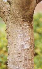 trunk, bark