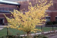plant habit, fall