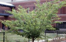 plant habit, summer
